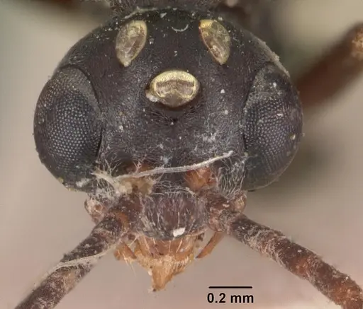 Leptogenys maxillosa - CASENT0102267