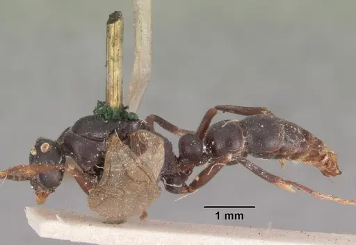 Leptogenys maxillosa - CASENT0102267