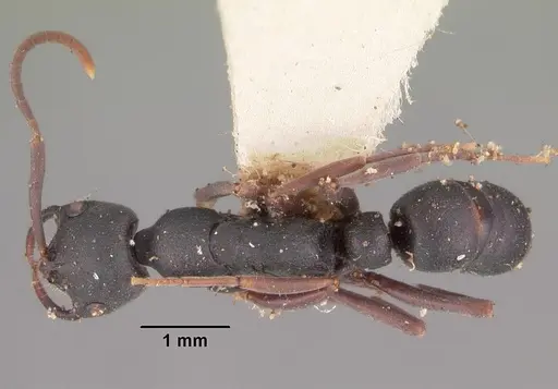 Leptogenys maxillosa - CASENT0102268