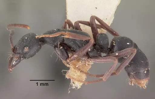 Leptogenys maxillosa - CASENT0102268