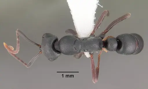 Leptogenys maxillosa - CASENT0102269