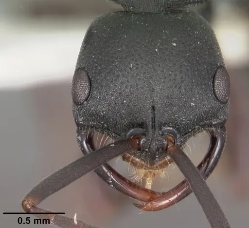 Leptogenys maxillosa - CASENT0102269