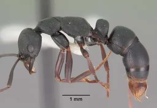 Leptogenys maxillosa - CASENT0102269