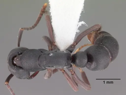 Leptogenys maxillosa - CASENT0102270