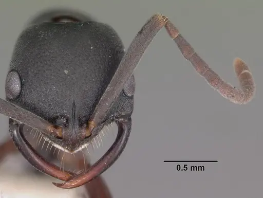 Leptogenys maxillosa - CASENT0102270