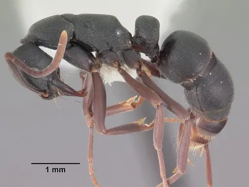 Leptogenys maxillosa - CASENT0102270