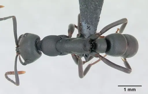 Leptogenys maxillosa - CASENT0135008