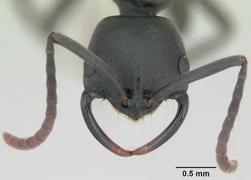 Leptogenys maxillosa - CASENT0135008