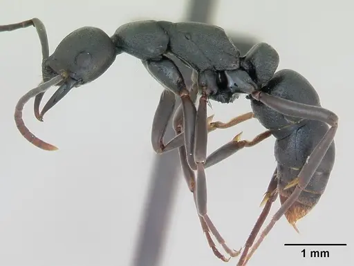 Leptogenys maxillosa - CASENT0135008