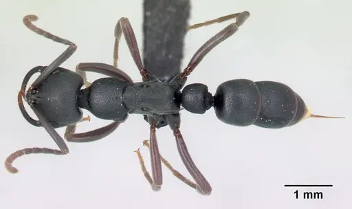 Leptogenys maxillosa - CASENT0137950