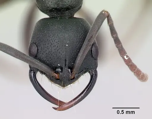 Leptogenys maxillosa - CASENT0137950