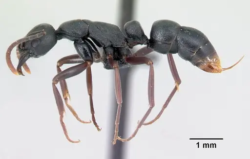 Leptogenys maxillosa - CASENT0137950