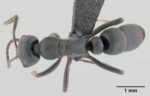 Leptogenys maxillosa - CASENT0147134