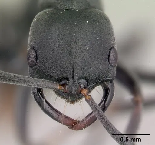 Leptogenys maxillosa - CASENT0147134