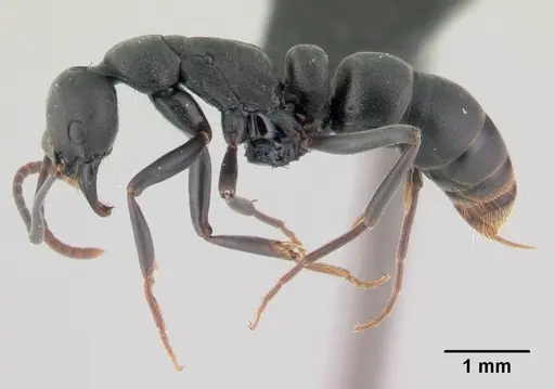 Leptogenys maxillosa - CASENT0147134