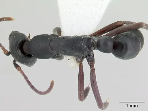 Leptogenys maxillosa - CASENT0178809