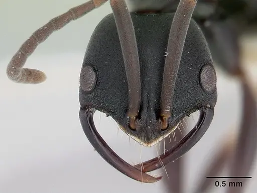Leptogenys maxillosa - CASENT0178809