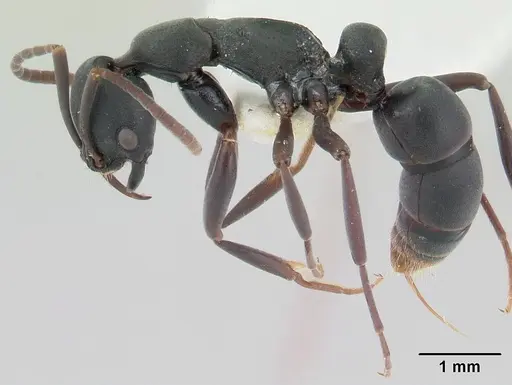 Leptogenys maxillosa - CASENT0178809