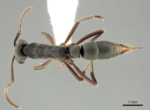 Leptogenys maxillosa - CASENT0270555