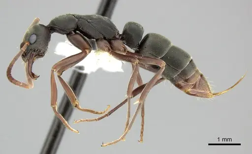 Leptogenys maxillosa - CASENT0270555