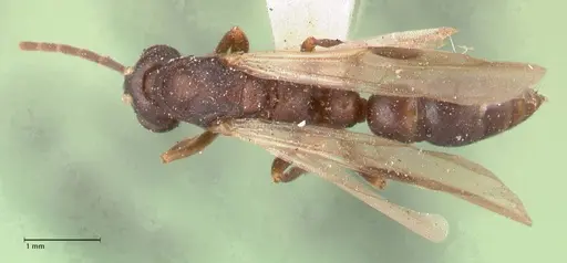 Leptogenys maxillosa - FOCOL1018