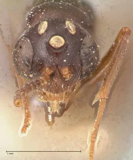 Leptogenys maxillosa - FOCOL1018