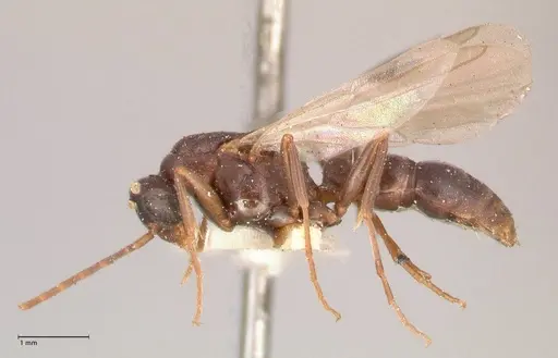 Leptogenys maxillosa - FOCOL1018