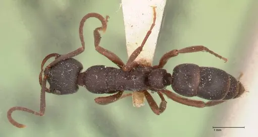 Leptogenys maxillosa - FOCOL1019