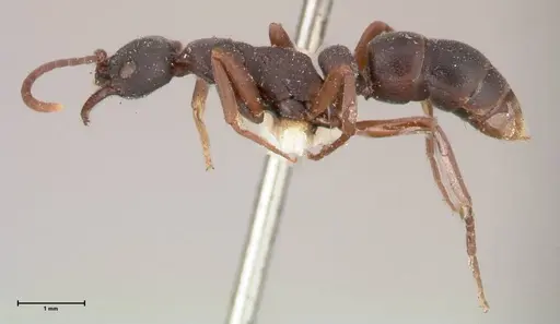Leptogenys maxillosa - FOCOL1019