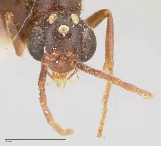 Leptogenys maxillosa - FOCOL1020