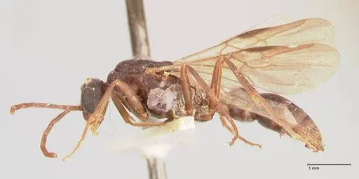 Leptogenys maxillosa - FOCOL1020