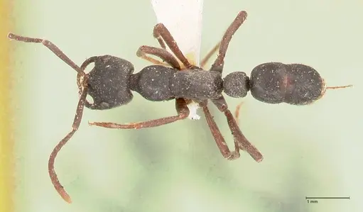 Leptogenys maxillosa - FOCOL1021