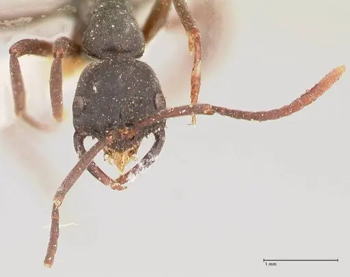 Leptogenys maxillosa - FOCOL1021