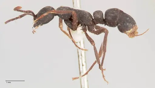 Leptogenys maxillosa - FOCOL1021