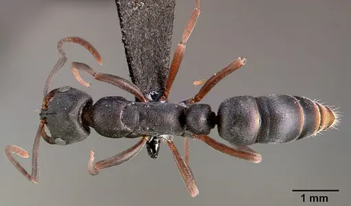 Leptogenys maxillosa - SAM-HYM-C000217A