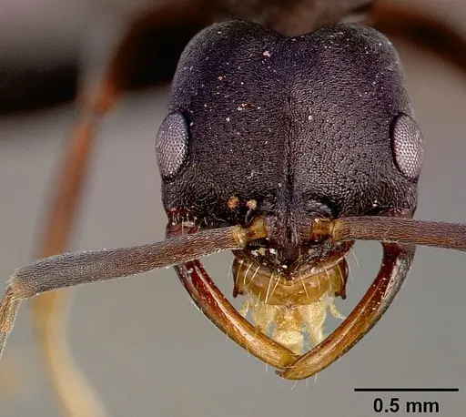 Leptogenys maxillosa - SAM-HYM-C000217A