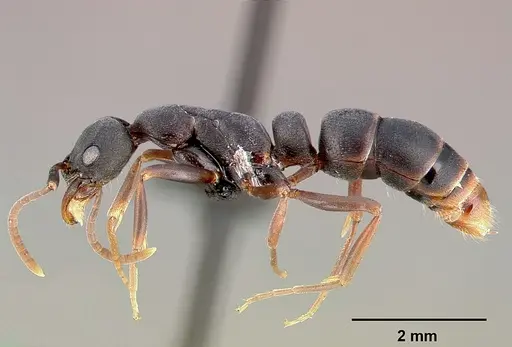 Leptogenys maxillosa - SAM-HYM-C000217A