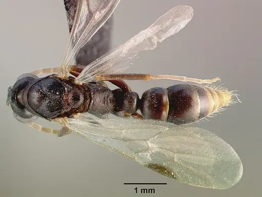 Leptogenys maxillosa - SAM-HYM-C000217B