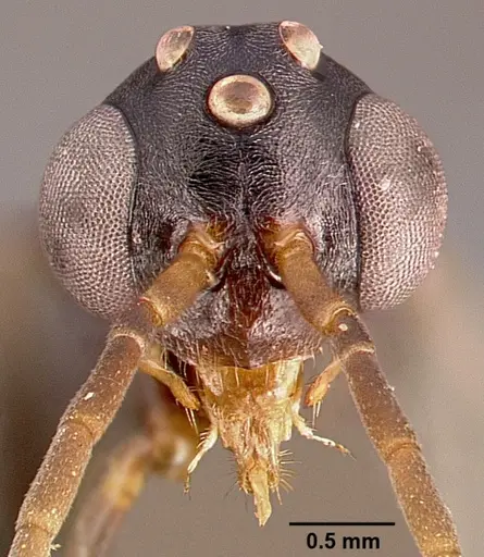 Leptogenys maxillosa - SAM-HYM-C000217B