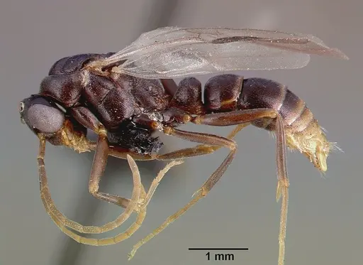 Leptogenys maxillosa - SAM-HYM-C000217B