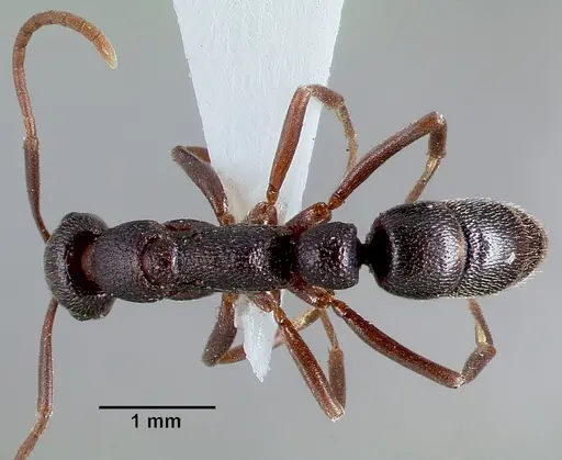 Leptogenys maxillosa - SAM-HYM-C006706