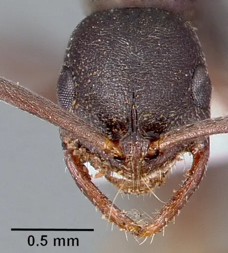 Leptogenys maxillosa - SAM-HYM-C006706