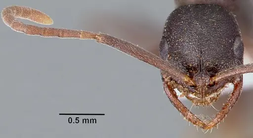 Leptogenys maxillosa - SAM-HYM-C006706