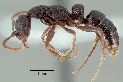 Leptogenys maxillosa - SAM-HYM-C006706