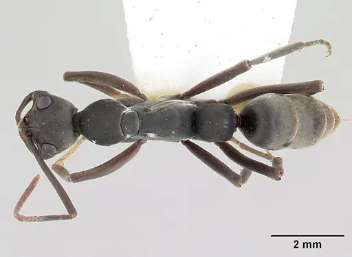 Leptogenys maya specimen