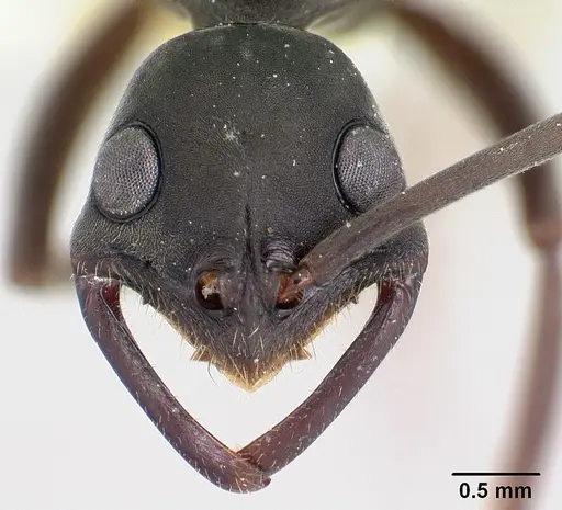 Leptogenys maya specimen