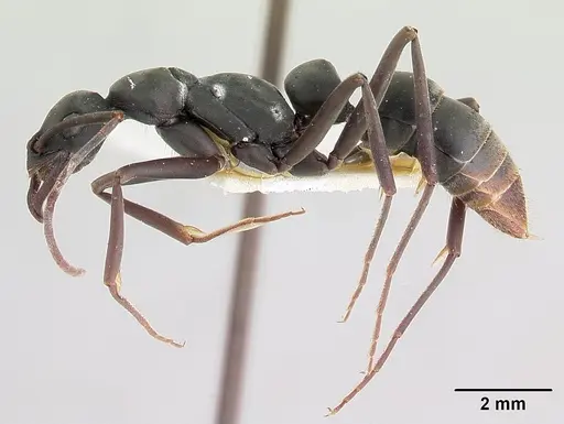 Leptogenys maya specimen