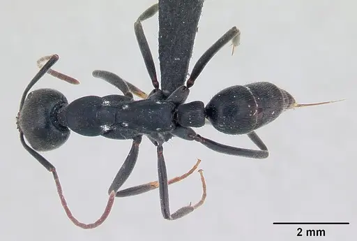Leptogenys mayotte specimen