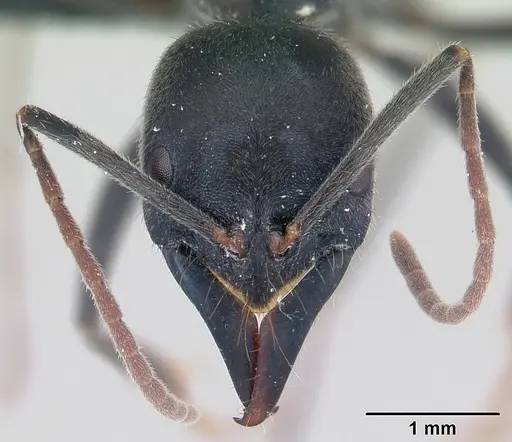 Leptogenys mayotte specimen