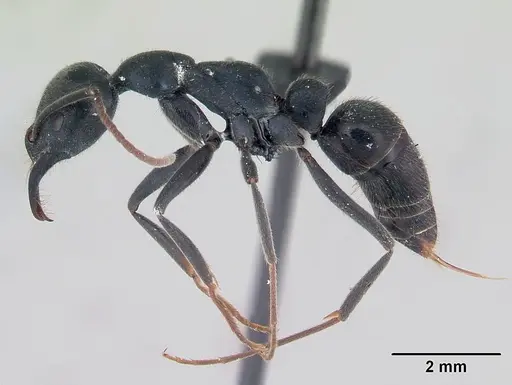 Leptogenys mayotte specimen